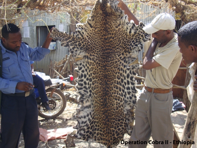 credit 39  leopard skins seized at Ethopia South Sudan  2
